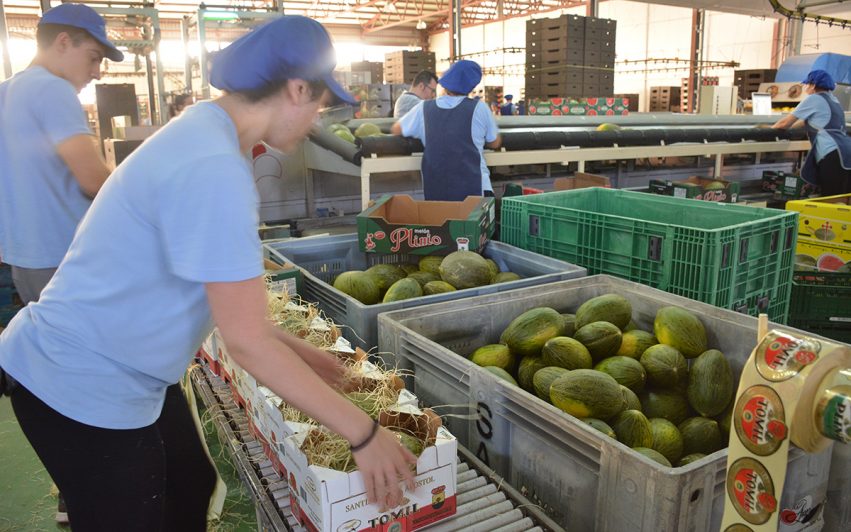 El precio del melón cae un 71% en Castilla-La Mancha desde el inicio de campaña
